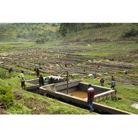 Burundi Muyinga Bourbon –   85 SCA | Café de Especialidad de Burundi